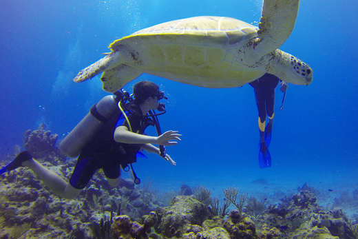 Underwater Encounter: Dancing with Turtles